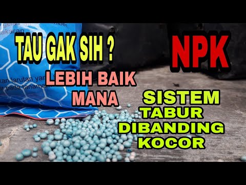 Video: Baja Terbaik Untuk Agapanthus: Ketahui Tentang Penjagaan Dan Pemakanan Agapanthus