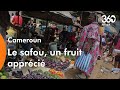 Cameroun: le safou, cette prune qui permet aux familles de mettre du beurre dans leurs épinards