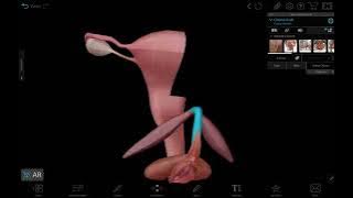 3D Anatomi Reproduksi Wanita Eksterna (Genitalia Feminina Externa) - Vulva, Labia, Klitoris