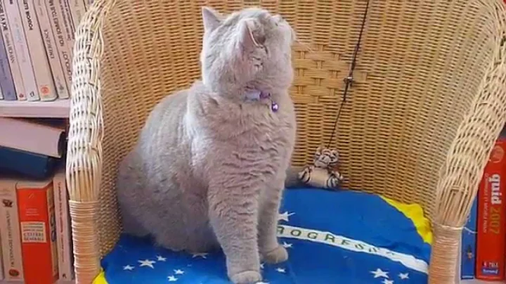 Video 1568411: cute british shorthair, lilac british