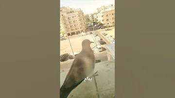 يمامه Dove طيور زاجل صوت اليمامة 