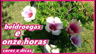 Beldroegas e Onze Horas – Dicas de Cultivo