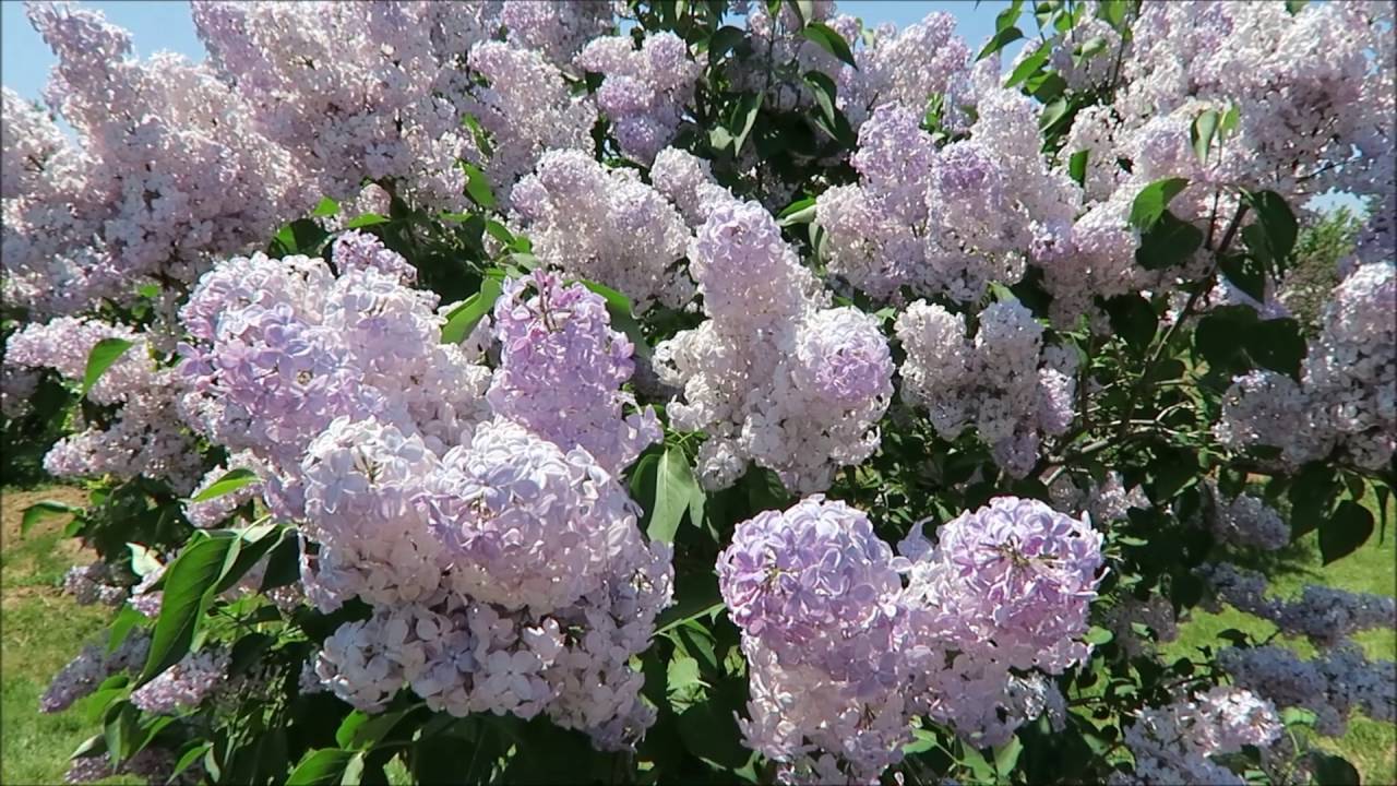 第58回 さっぽろライラックまつりin川下公園 Youtube 第58回 さっぽろライラックまつりin川下公園 Youtube