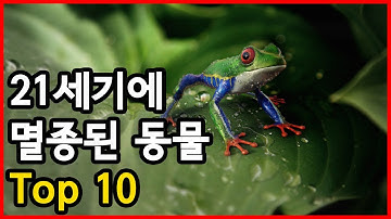 더 이상 볼 수 없는... 21세기에 멸종된 대표 동물 Top 10
