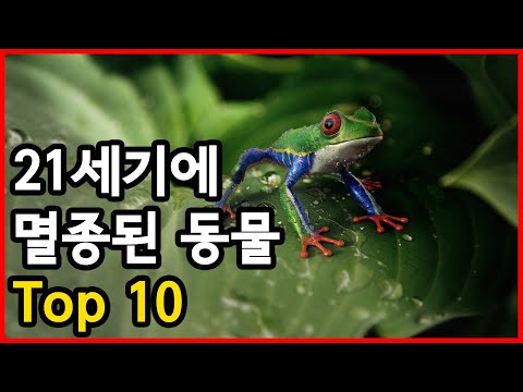 더 이상 볼 수 없는... 21세기에 멸종된 대표 동물 Top 10