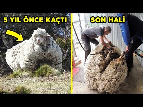 Video: Yeni Zelanda'nın En Ünlü Koyunu Öldü