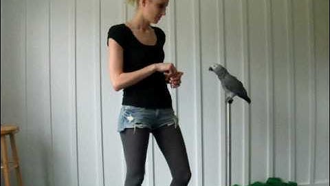 Clicker Training Made Easy