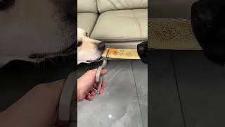 ¿Por Qué Traicionó Al Perro Blanco? 🥹