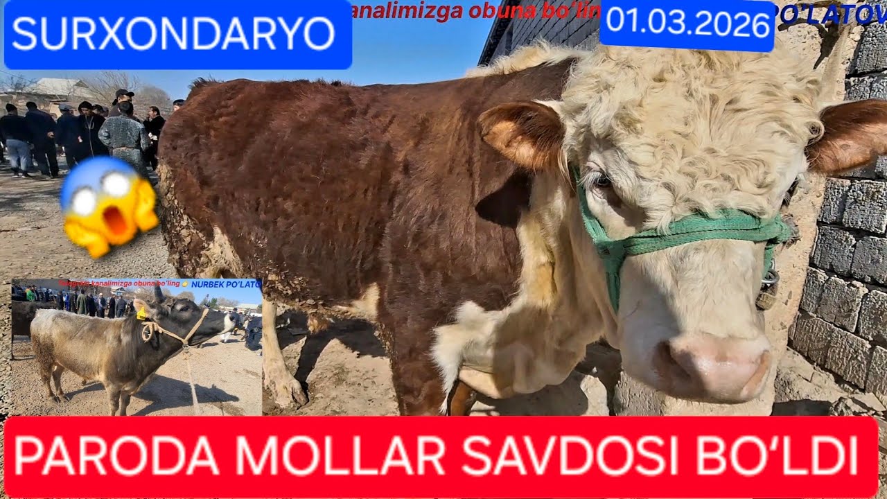 01.03.2026 SURXONDARYO SHOʻRCHI MOLBOZORIDAN SIGIR GʻUNAJIN HOʻKKIZ NARXLARI BILAN QIZIQDIK