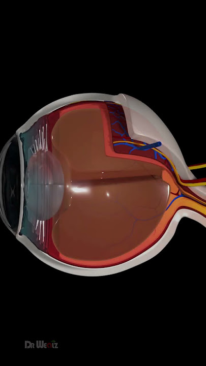 Eyesight Explained, Eye Anatomy (Animation)