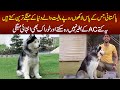 Meet The Cutest and Expensive Siberian Husky Dogs In Lahore – The Champion Of 2019 & 2020 Dog Show