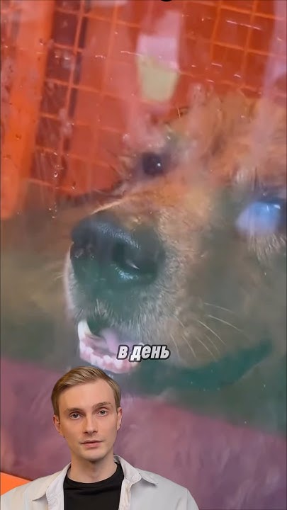 Автомойка для собак #идеи #бизнес #бизнесидеи - YouTube