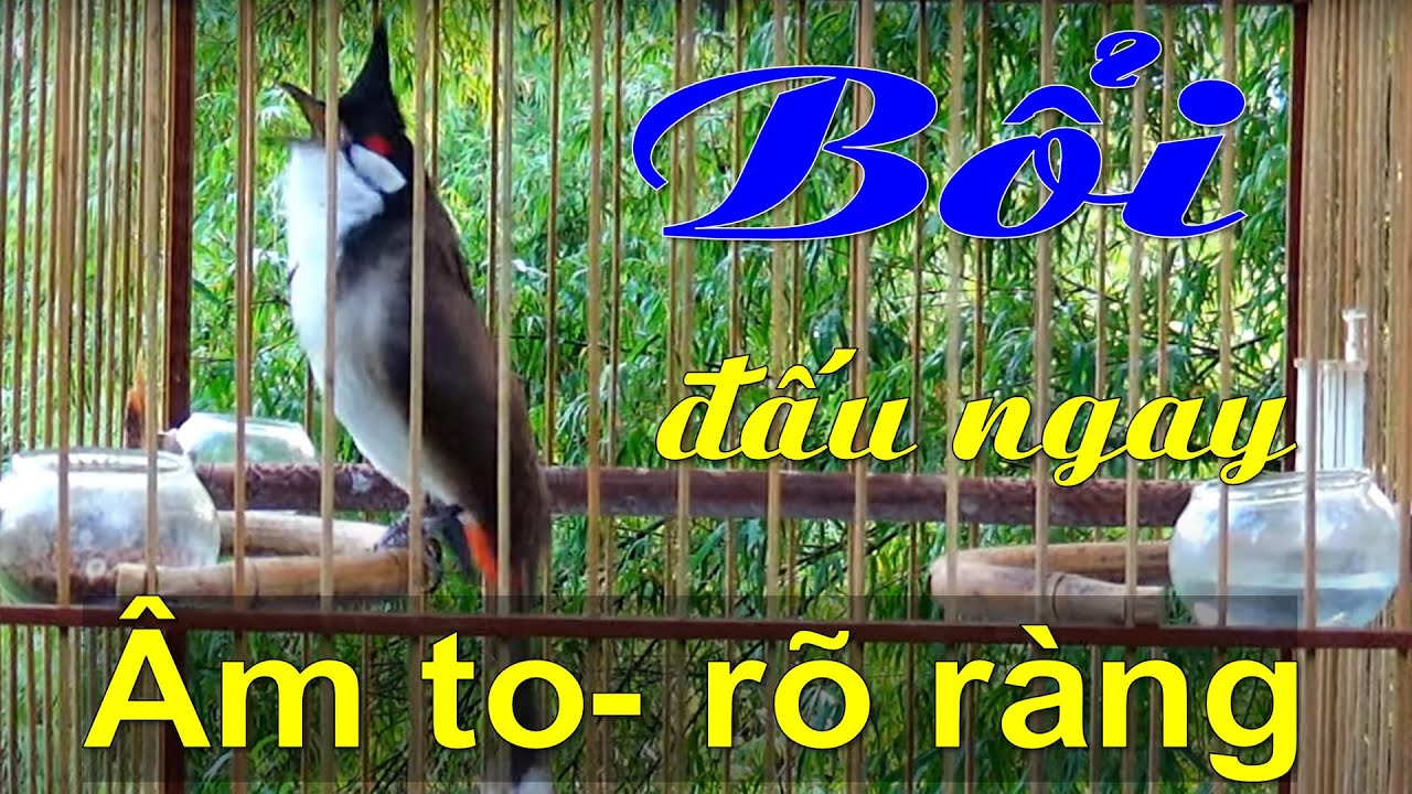 Chào Mào Kích Bổi Lên Lửa, Luyện Chào Mào Mái - Chào Mào Mái Kích Trống Hót Căng Lửa. Chào mào mái