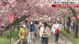 3年ぶり「桜の通り抜け」 大阪・造幣局、春の風物詩