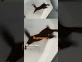 Танец котов
