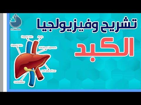 مقدمة تشريحية وفيزيولوجية للكبد       