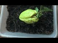 HOW TO GROW CHAYOTE | SAYOTE #SHORT