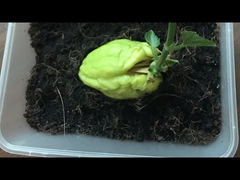 Wideo: Jak uprawiać cebulę w wodzie: 13 kroków