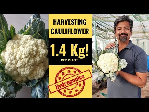 Growing Cauliflower In Hydroponics : Harvest Video