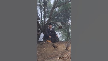 Hlau youtube thẳng gà rừng mái bây như chim.tso poj qaib qus ya cuag noog