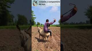 Jumento um verdadeiro companheiro. #Jumento #burros  #CoisasDaRoça #Muladeiro #Sertão #sertanejo