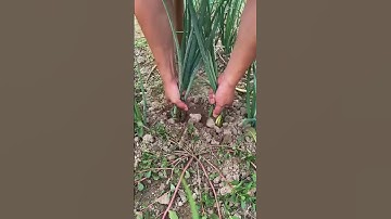 The process of pulling chives  #automobile #cuttingprocess #machine #industrialprocess