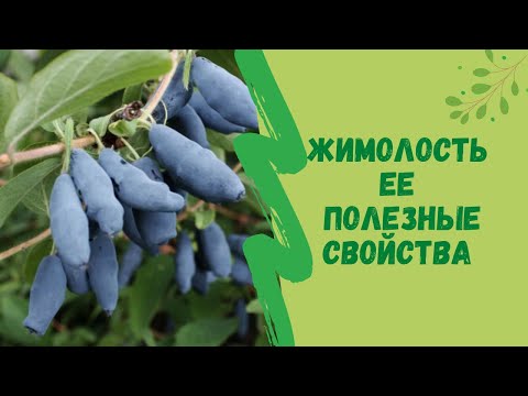 🍇👍Жимолость  ее полезные свойства и противопоказания