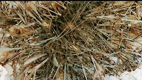 (T.3) Trải nhiệm cận cảnh bắt # Tôm rừng # món đặc sản