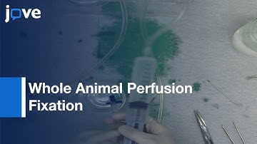 Whole Animal Perfusion Fixation For Rodents l Protocol Preview