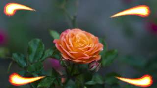 Футаж Прекрасней чайной розы нет HD