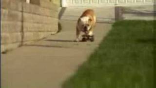 Tyson The Skateboarding Bulldog intro !