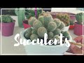 Watering Succulents & Cactus with Epsom Salt