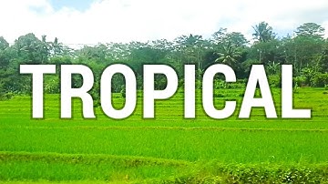 RICE FIELDS • West Java, Indonesia ▼ Lea Priscilla G. ♡