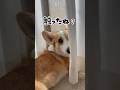 コーギー中毒の禁断症状② #コーギー多頭飼い #コーギー #ココちゃんファミリー #かわいい犬