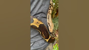 This is NOT a Red Tail Boa!? 🤔 #boa #boaconstrictor #redtailboa