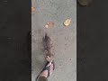 dogs #shorts#shortsfeed#trending#viral#ytshorts#cow#cat#fishasmr#jcb#vs#funny#animals#casioa1100#fun