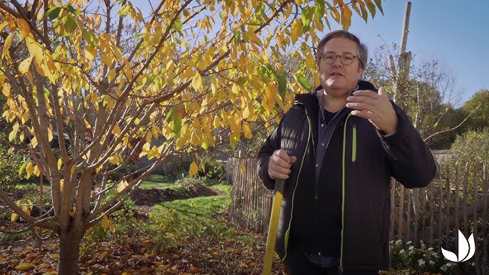 Entretien des arbres fruitiers en automne : les six gestes à effectuer pour  des arbres productifs et en pleine forme ! - Le Parisien