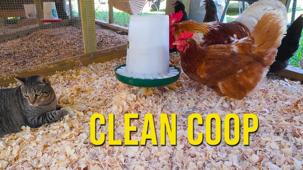 Chicken Coop Cleaning 101: Essential Homesteading Tips for Beginners