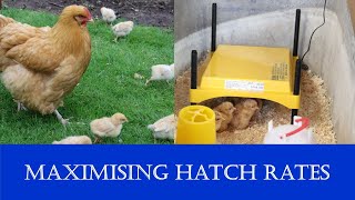 Improving chicken hatch rates with broody hens and incubators (part 2)