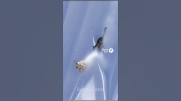 Young Mountain Goat Escapes Leopard on Cliff! 🐐🐆⛰️ #Wildlife #Nature #MountainAnimals