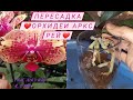 #Орхидея Аркс рей❤,  пересадка азиатского малыша  с жирными корнями в закрытую систему 🔥🔥🔥