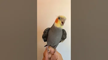 دكر كوكاتيل يرقص ويغني ماشاء الله 