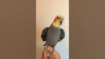 دكر كوكاتيل يرقص ويغني ماشاء الله 