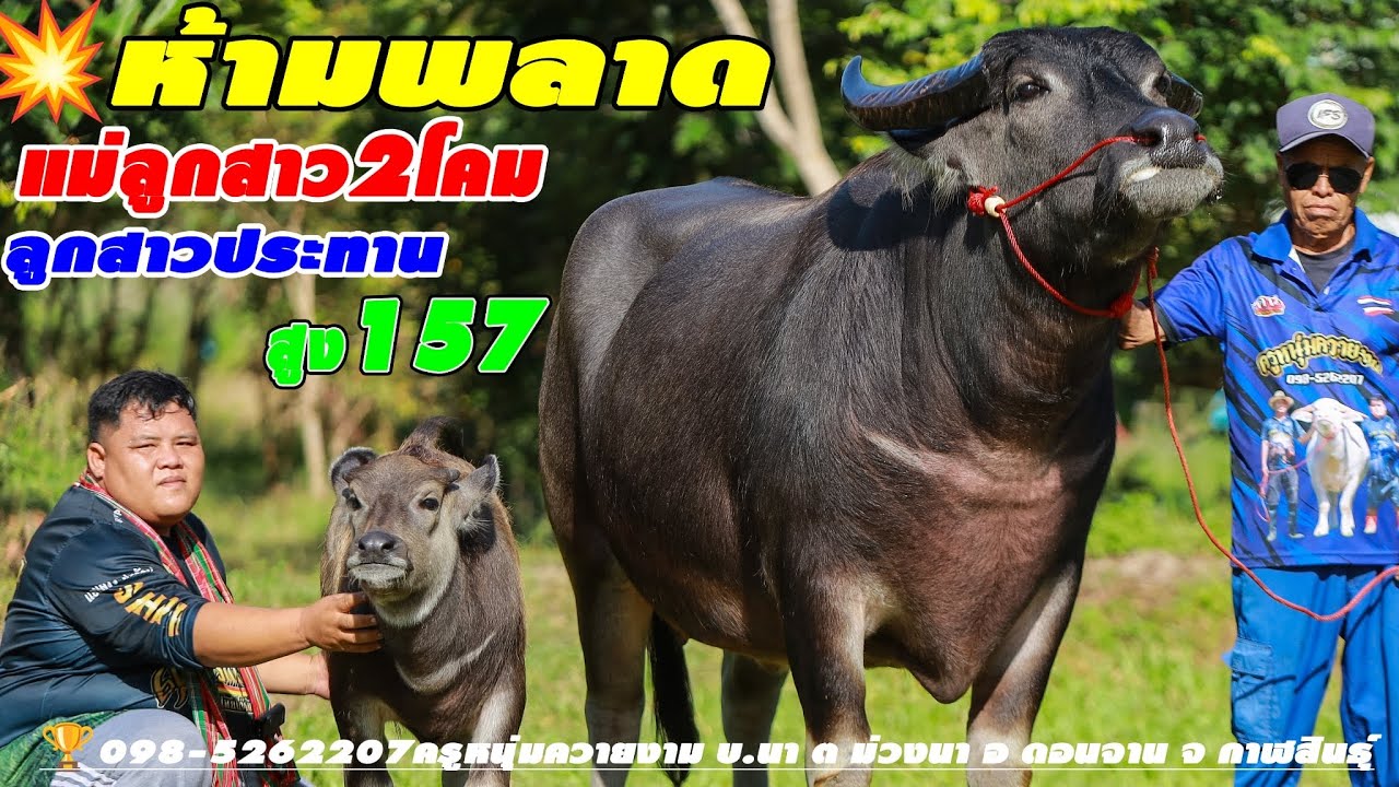 💥ห้ามพลาดควายแม่ลูก157🏆098-5262207ครูหนุ่มควายงาม บ.นา ต ม่วงนา อ ดอนจาน จ กาฬสินธุ์