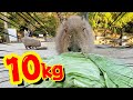 超巨大キャベツが、跡形もなくなるまでの映像が気持ち良すぎる！【カピバラ】Capybara eat huge Cabbage