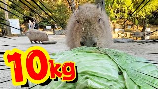 Capybara eat huge Cabbage