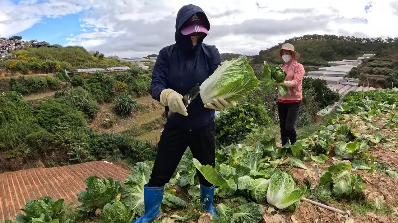 Фермеры Далата отправляются в БОН собирать капусту и продавать ее на рынке.