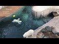 Baignade des ours