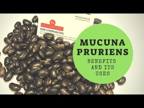 MUCUNA PRURIENS || VELVET BEANS || BENEFITS AND USES