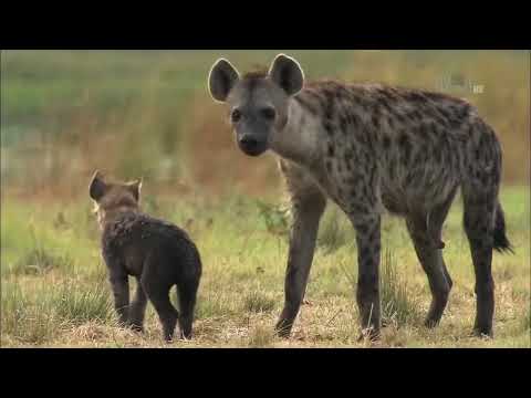 Гангстеры дикой природы — Гиены. Документальный фильм Animal Planet